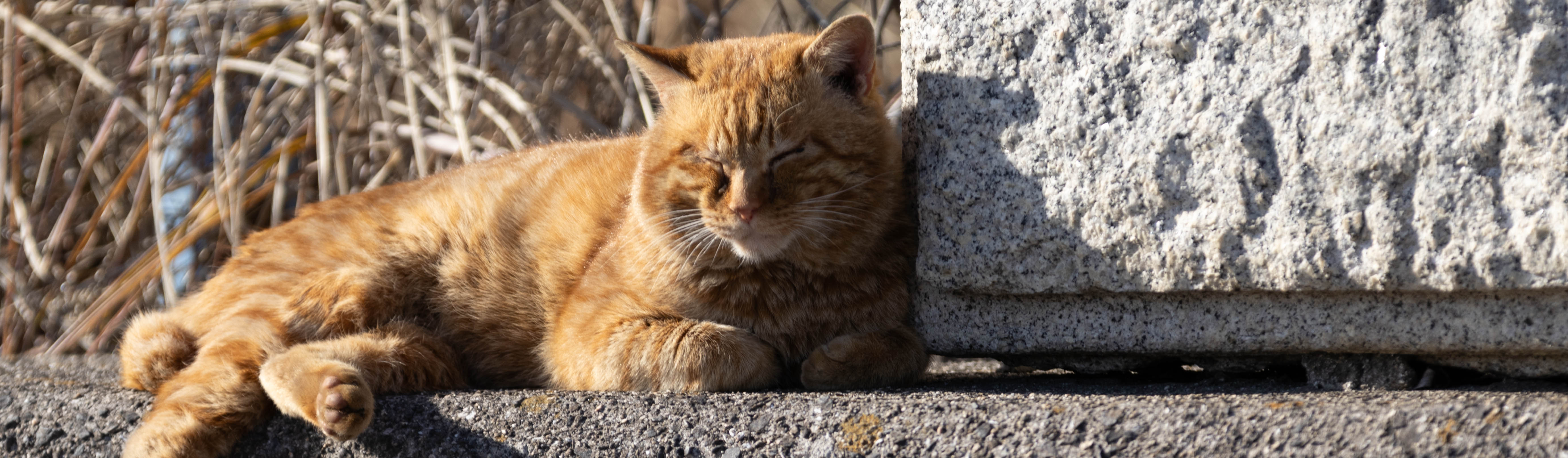 メインキャット