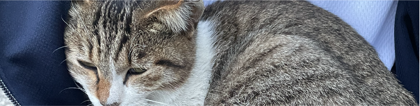 メインキャット